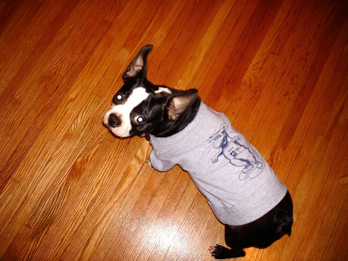 Stan, the Moosic Fan